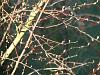 Flowering currant