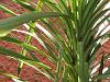 The cordyline