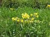 Cowslips