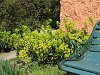 Euphorbia robbiae
