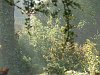 Early morning mist