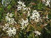 Amelanchier, flowering