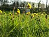 Dandelions in the meadow