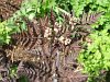 Anthriscus sylvestris 'Ravens Wing'