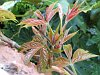 Virginia creeper