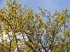Young oak leaves