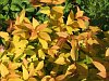 Spirea 'Gold Flame'