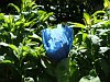 Meconopsis grandis