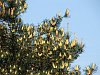 Scots pine