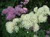 Thalictrum aquilegiifolium