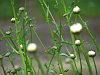 Ox-eye daisies