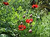 Ladybird poppies
