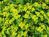 Euphorbia palustris