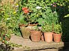 The terracotta pots