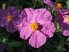 Cistus