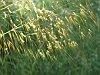 Stipa gigantea