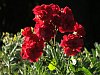 Frensham roses