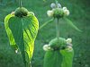 Phlomis russelliana