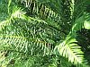 Blechnum spicant