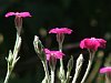 Lychnis coronaria