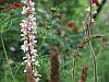 Francoa appendiculata
