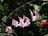 Dierama pulcherrinum