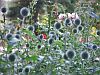Echinops ritro