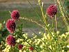 Allium sphaerociphalon