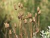 Seed-heads of aquiligea