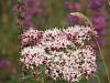 Hemp agrimony