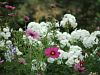 Cosmos and phlox