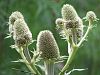 Eryngium serra