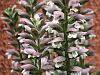 Acanthus mollis