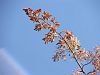 Macleaya cordata