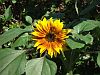 First sunflower