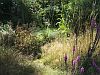 Morning meadow