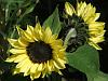 Helianthus annuus 'Valentine'
