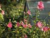 Lavatera roseum