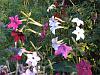 Nicotiana 'Sensation'