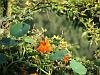 Orange nasturtium