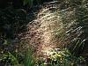 Light-play with stipa arundinacea