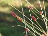 Sanguisorba officianlis