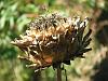 Artichoke