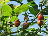 Hips of rosa canina