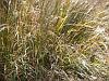 Stipa arundinacea