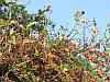 Cotoneaster and honeysuckle