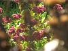 Sedum spectabile