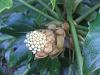 Fatsia japonica flowers