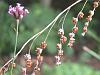 Dierama seed-pods
