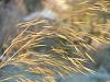 Stipa gigantea